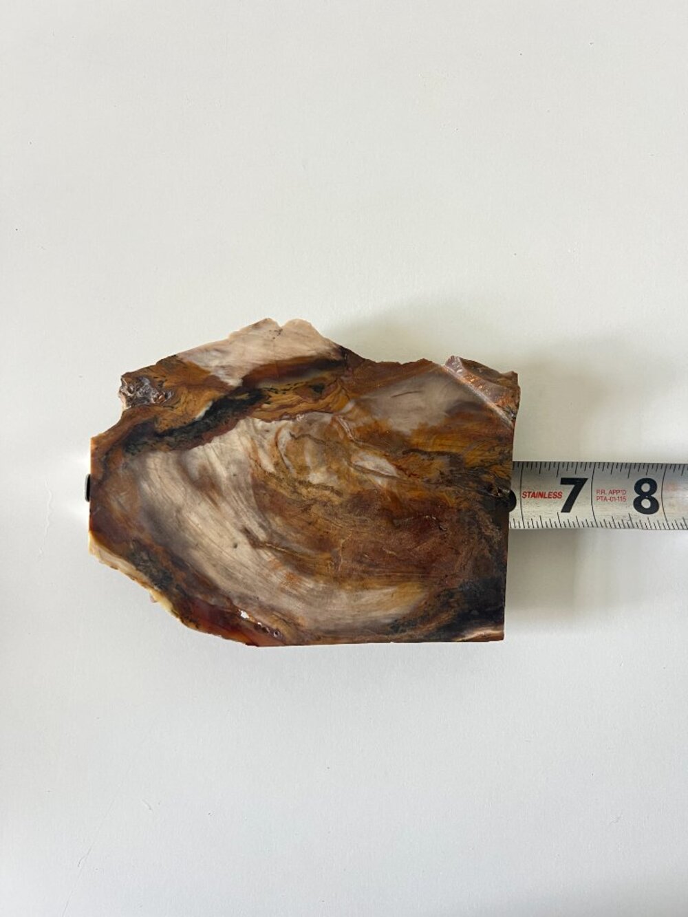Washington State Petrified Wood Slab Probably Saddle Mountain